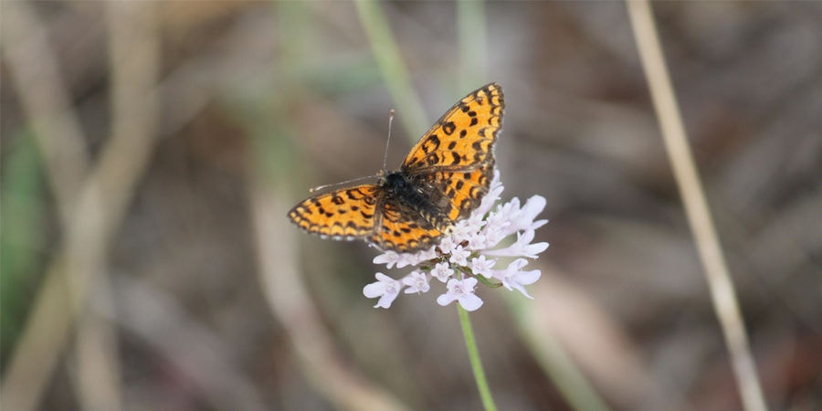 close-up of yellow and black butterfly on white flower in nature at 'Eleonas'